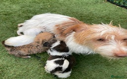 Jackapoo dogs for sale: 4 Jackapoo puppies - Image 6