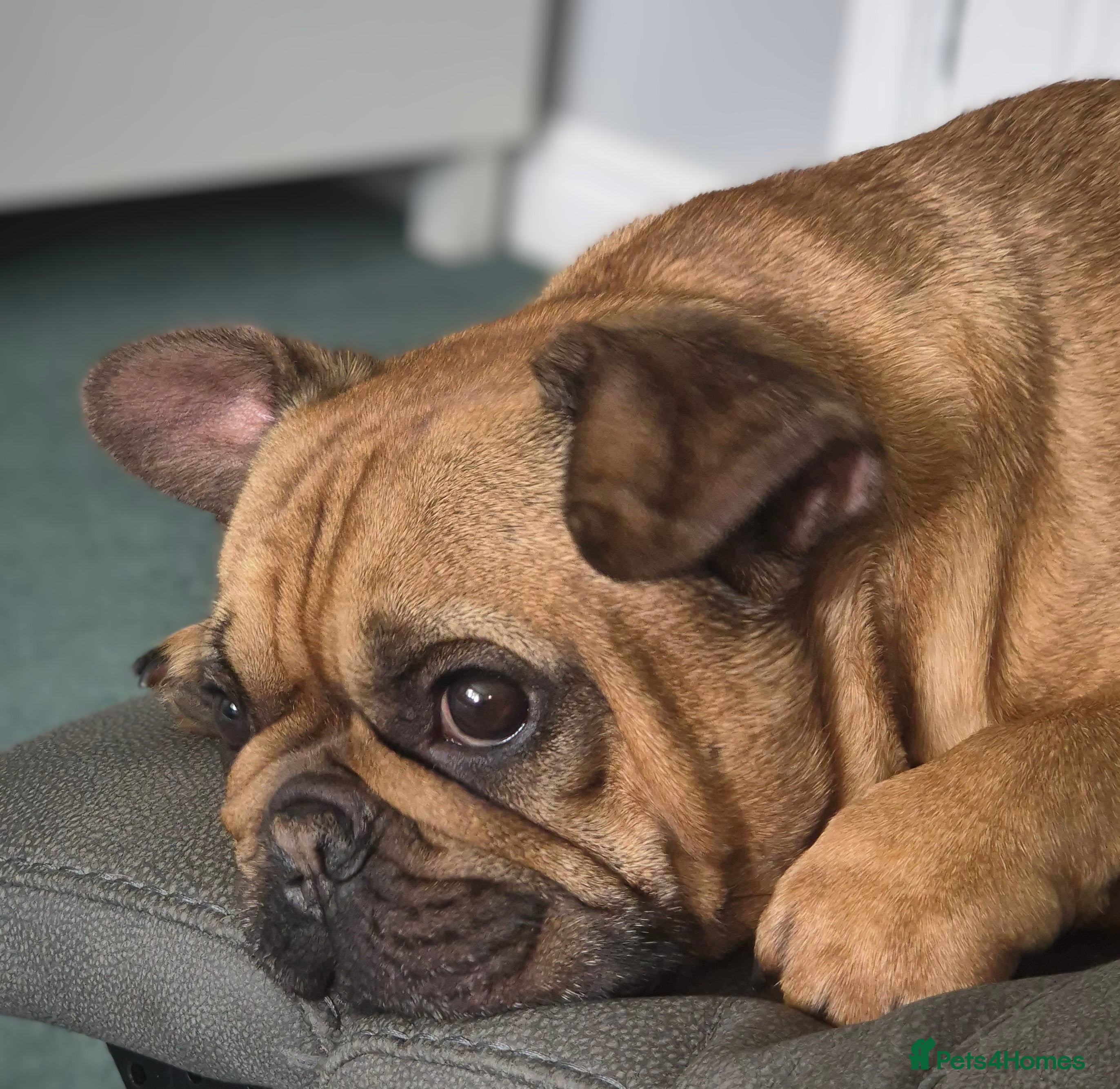 French Bulldog dogs Milo the frenchie - Advert 13