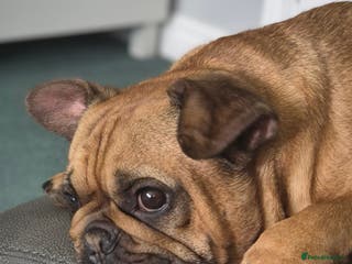 French Bulldog dogs Milo the frenchie - Advert 1