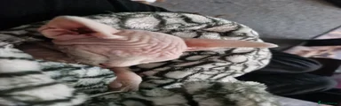 Sphynx Kitten 3