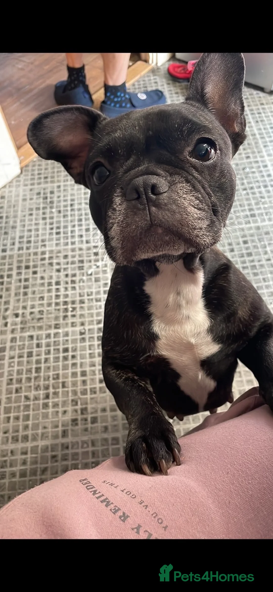 French Bulldog dogs for sale: French bulldog  - Advert 5