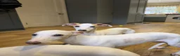 Whippet dogs for sale: 2 Left!!!! gorgeous whippet puppies 🐶  in Bury Saint Edmunds - Advert 7