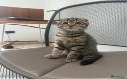 British Shorthair cats for sale: 🐾 Scottish Fold Kittens for Sale 🐾  - Image 3