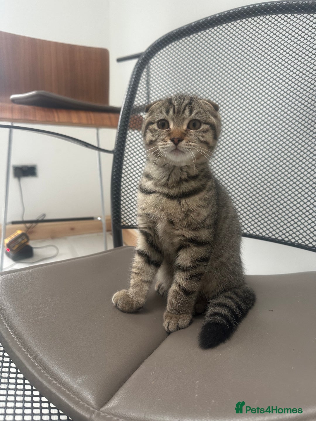 British Shorthair cats for sale: 🐾 Scottish Fold Kittens for Sale 🐾  - Image 3