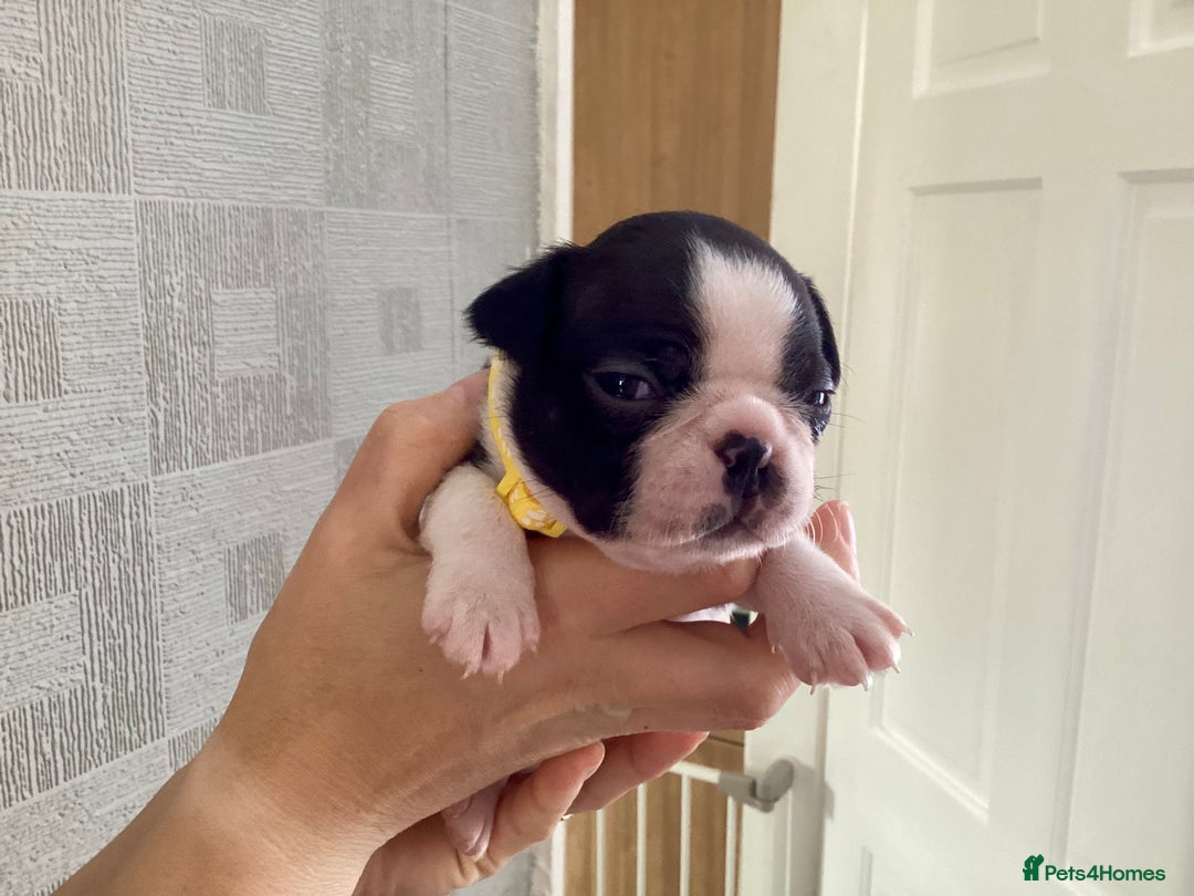 Boston Terrier dogs for sale: 9 BEAUTIFUL BOSTON TERRIER PUPPIES(3 RESERVED) - Image 20