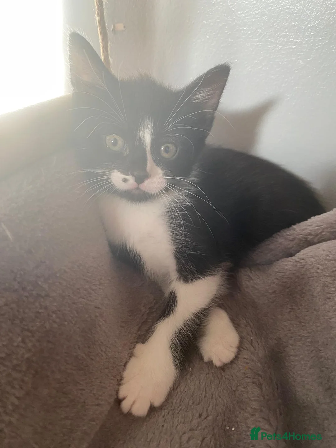 Mixed Breed cats for sale: 2 beautiful girl kittens left  in Slough - Advert 2