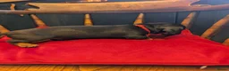 Miniature Dachshund dogs for sale: Miniature Dachshund pups  in Llanybydder - Advert 8