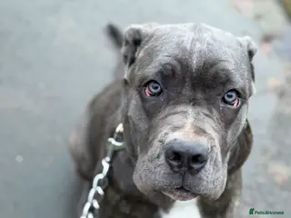 Cane Corso dogs Gorgeous Cane Corso - Advert 5