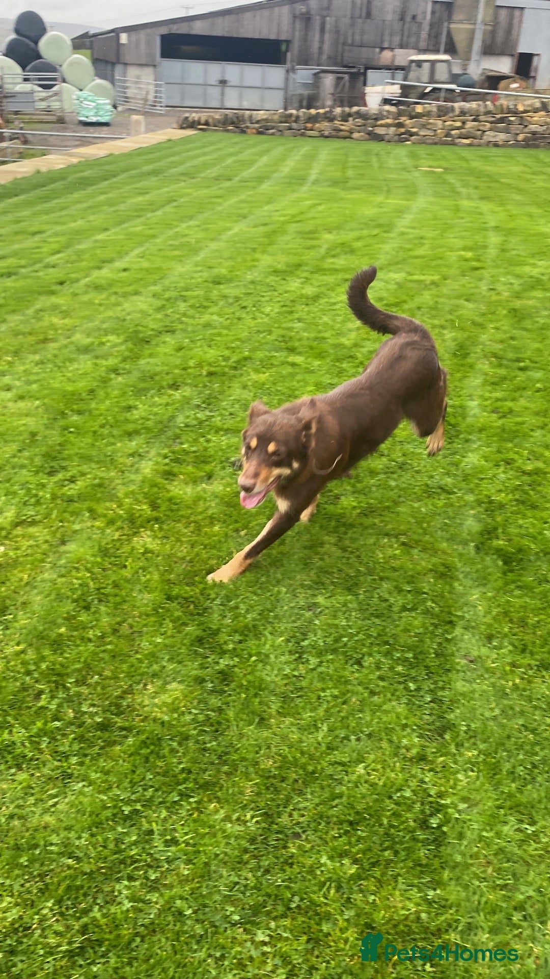 Mixed Breed dogs for sale: Beautiful Kelpie/Collie cross puppies - Advert 1