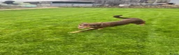 Mixed Breed dogs for sale: Beautiful Kelpie/Collie cross puppies - Advert 1