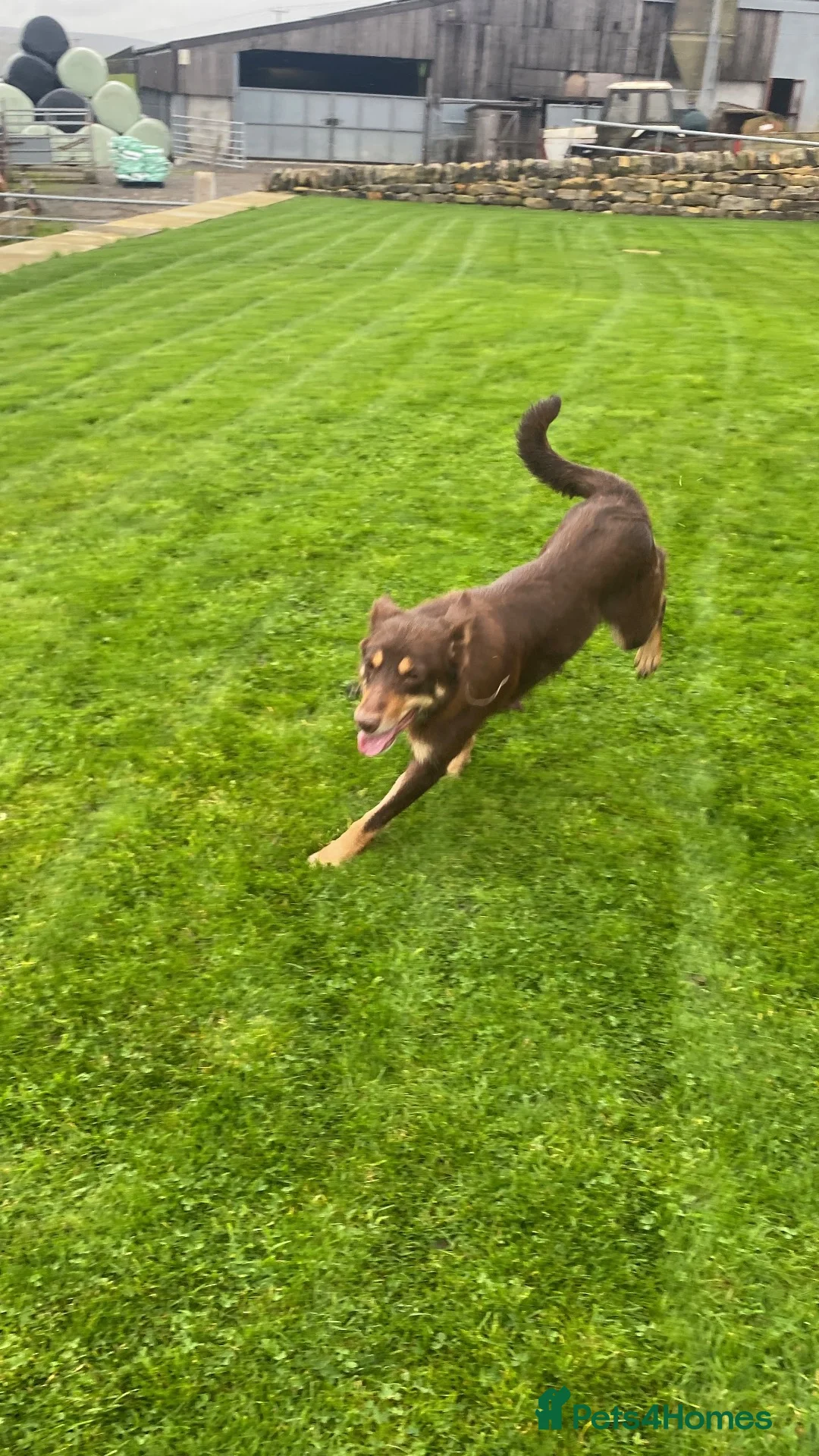 Mixed Breed dogs for sale: Beautiful Kelpie/Collie cross puppies - Advert 1