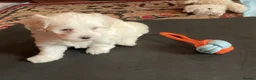 Malshi dogs for sale: Malshi Pups - Advert 4