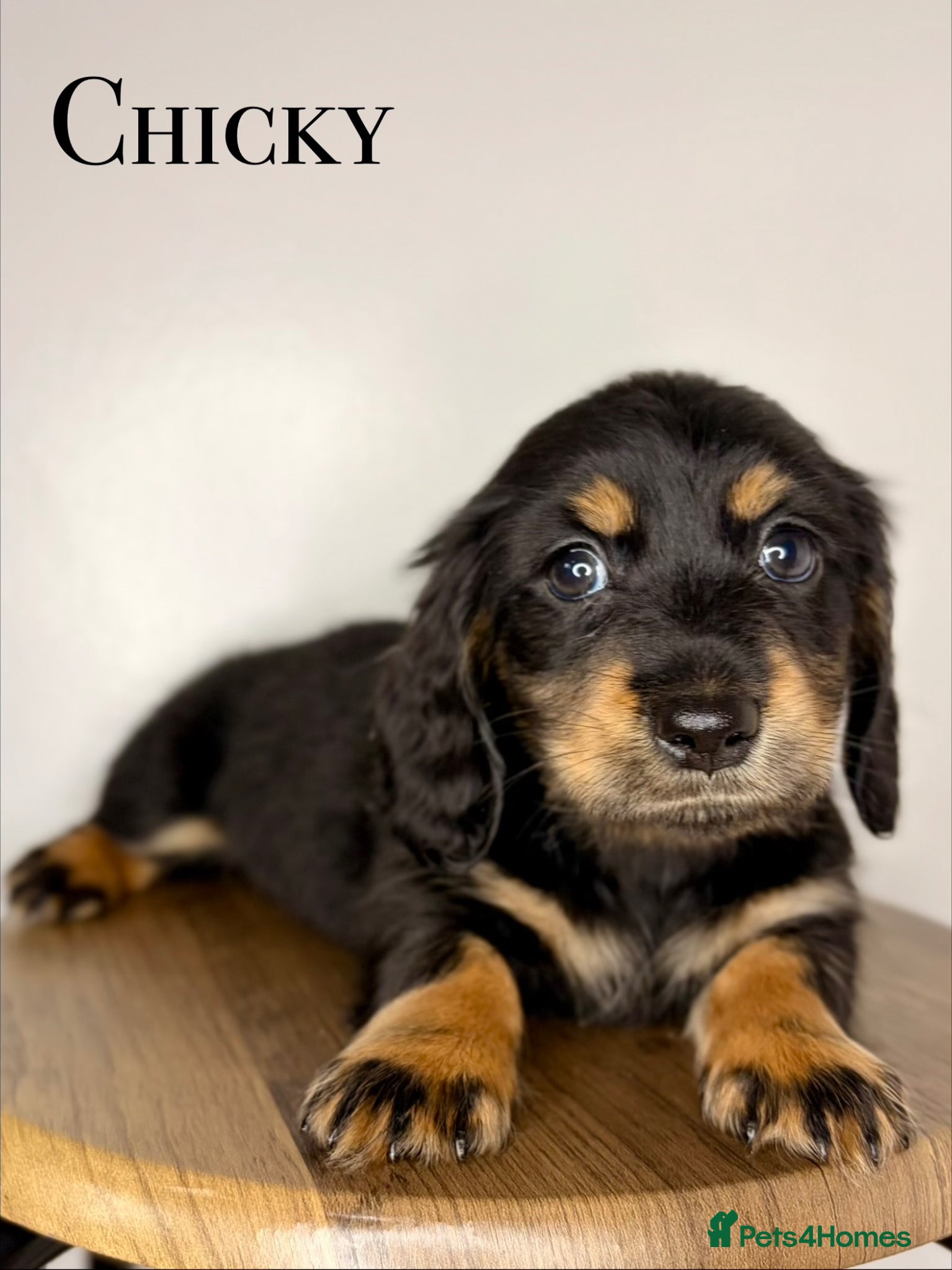 Miniature Dachshund dogs Pedigree Longhaired Miniature Dachshunds  - Advert 2