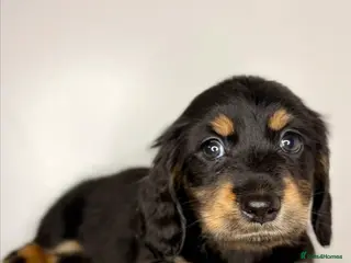 Miniature Dachshund dogs Pedigree Longhaired Miniature Dachshunds - Advert 2