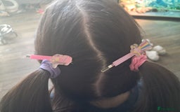 British Shorthair cats for sale: Two female cats - Image 11