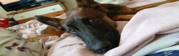 Belgian Shepherd Dog dogs for sale: 8 month old Belgian malinois  in Chesterfield - Advert 3