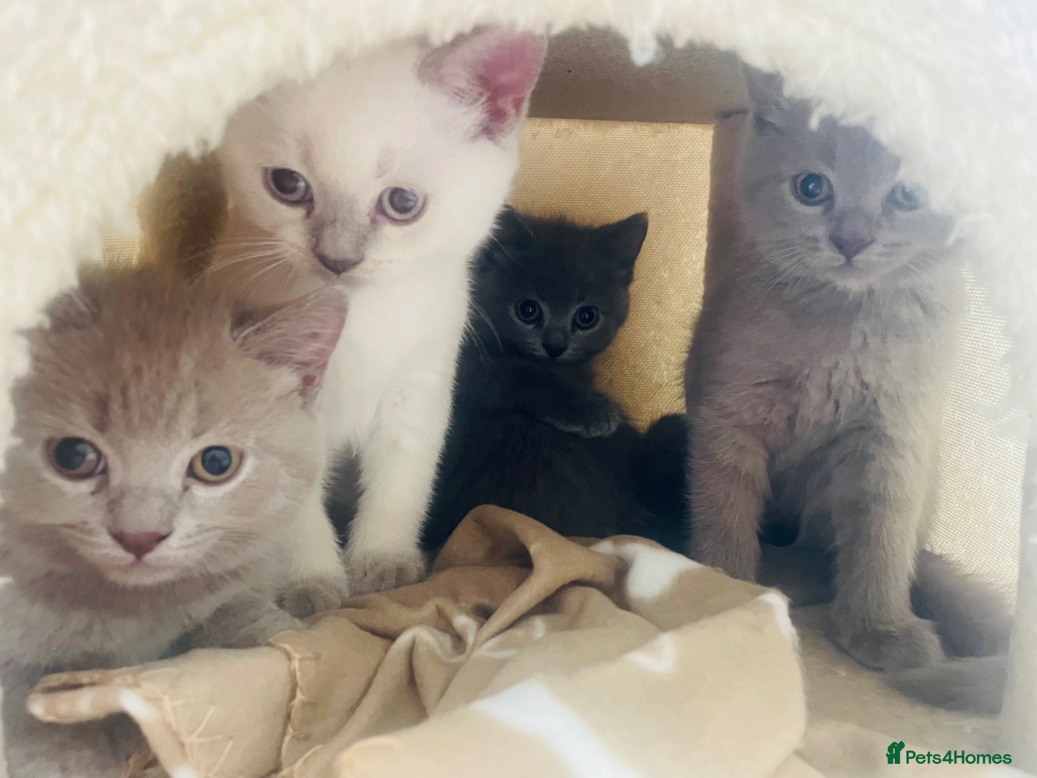 Russian Blue cats Ready Friday Russian Blue/British Shorthair - Advert 2