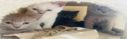 Russian Blue cats for sale: Ready Friday Russian Blue/British Shorthair - Advert 1
