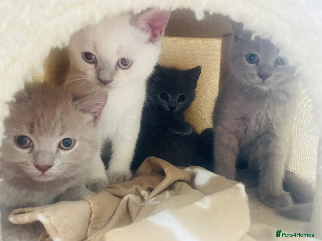 Russian Blue cats for sale: Ready Friday Russian Blue/British Shorthair - Advert 1