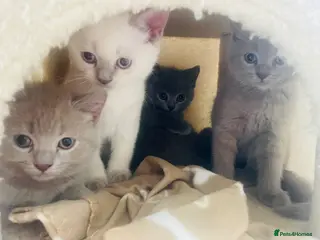 Russian Blue cats Ready Friday Russian Blue/British Shorthair - Advert 2