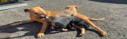 Mixed Breed dogs for sale: Rottweiler / Black Mouth Cur Mix Puppies  - Advert 6
