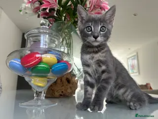 Bengal cats 3 Beautiful Female Blue TICA Reg Bengal kittens - Advert 8