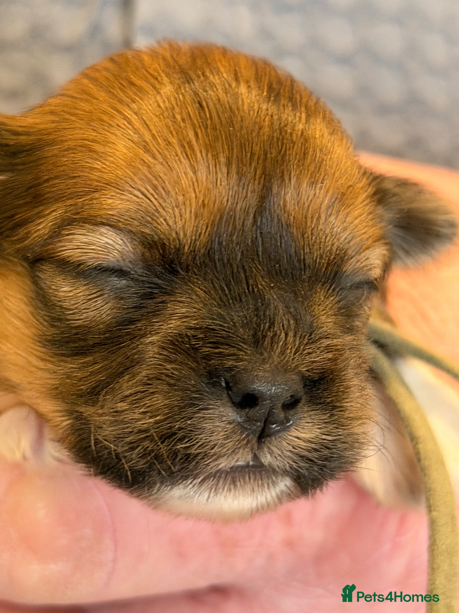 Lhasa Apso dogs 5 stunning boys available - Advert 1