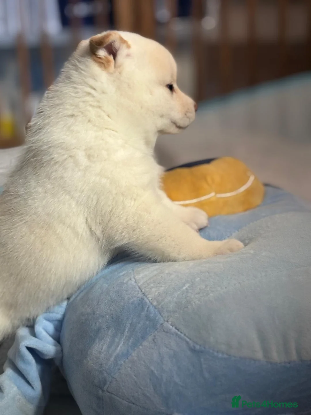 Japanese Shiba Inu dogs for sale: KC REGISTERED JAPANESE SHIBA INU PUPPIES  - Advert 2