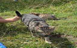 Mixed Breed cats for sale: Gorgeous kittens - Image 7
