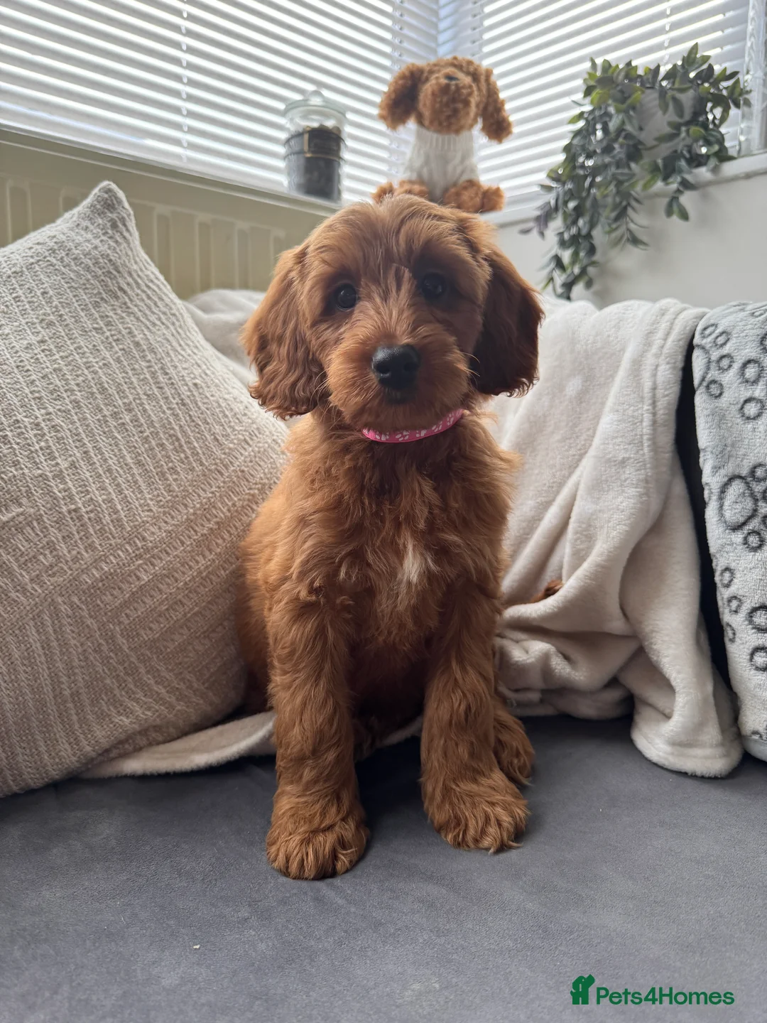 Australian Labradoodle dogs for sale: WALA Superior Australian Labradoodles-Waiting List - Advert 6