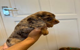 Cocker Spaniel dogs for sale: Super rare and unique show type dna tested Kc reg  - Image 25