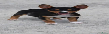 Australian Kelpie 8
