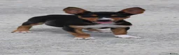 Australian Kelpie dogs for sale: Beautiful kelpie puppies for sale - Advert 2
