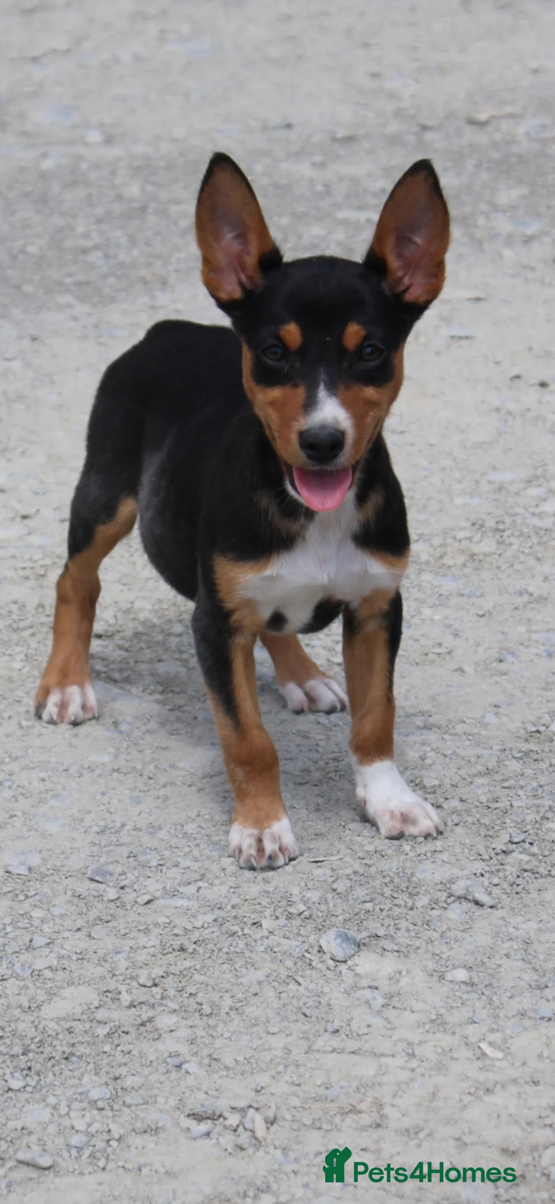Australian Kelpie dogs for sale: Beautiful kelpie puppies for sale - Advert 2