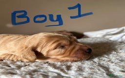 Cockapoo dogs for sale: Time to celebrate 🤩 - Image 1