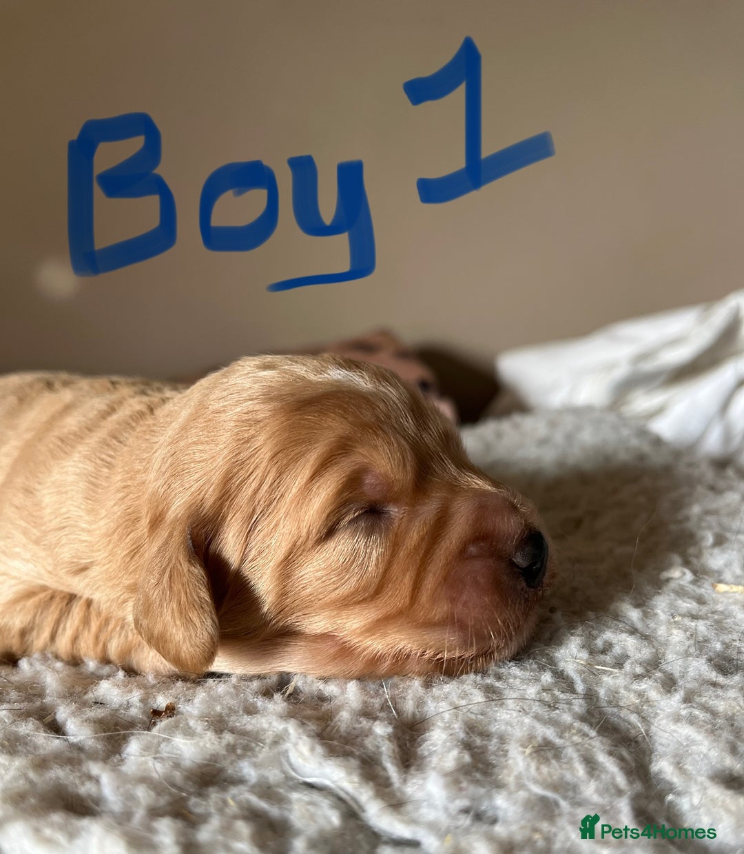 Cockapoo dogs for sale: Time to celebrate 🤩 - Image 1