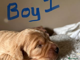 Cockapoo dogs - Advert 1