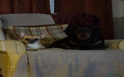 Chihuahua dogs for sale: Bagel is looking for her forever home ❤️ in Leicester - Image 9