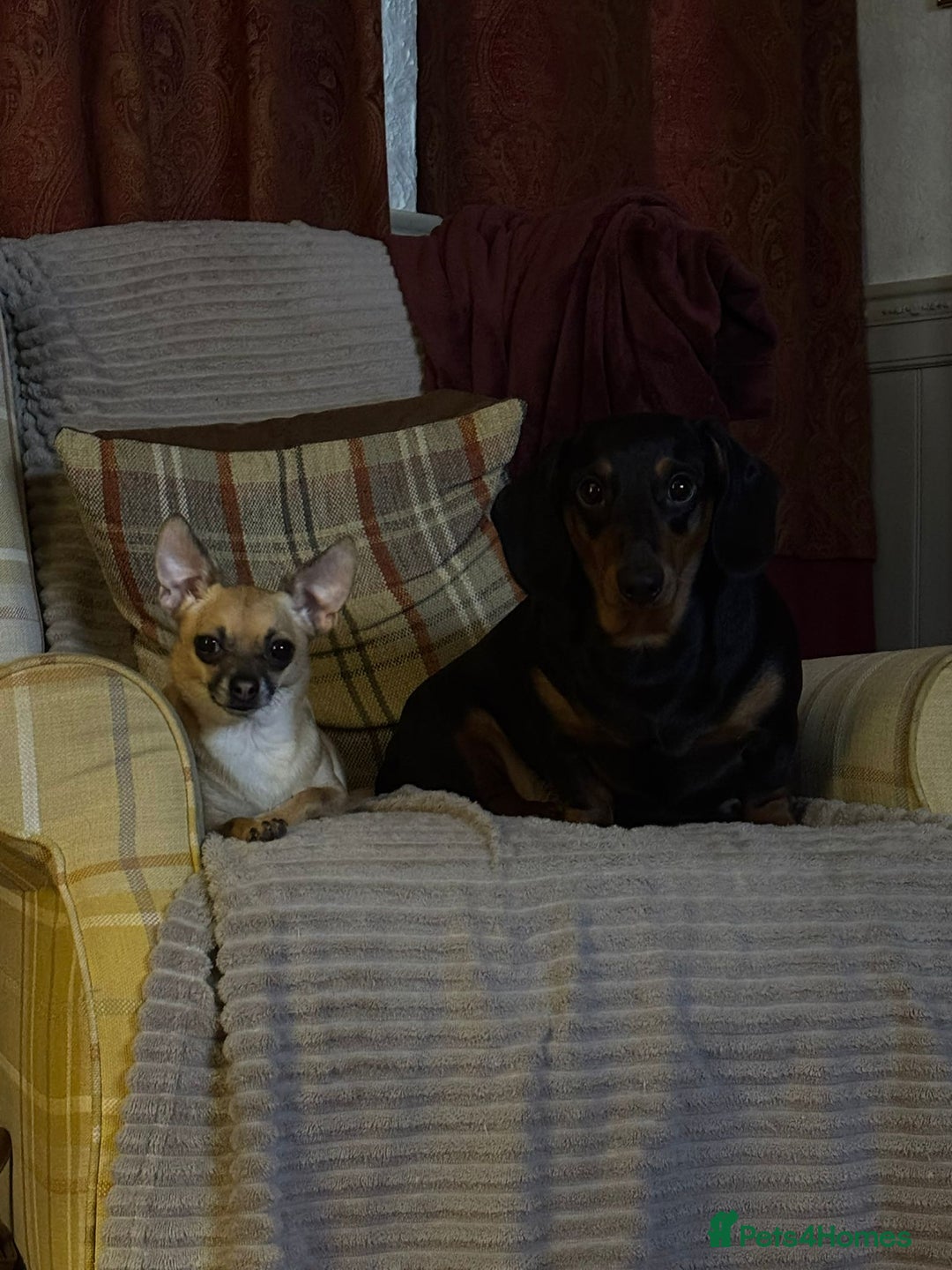 Chihuahua dogs for sale: Bagel is looking for her forever home ❤️ in Leicester - Image 9