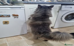 Maine Coon cats for sale: Purebred King Size Maine Coon kittens  - Image 23