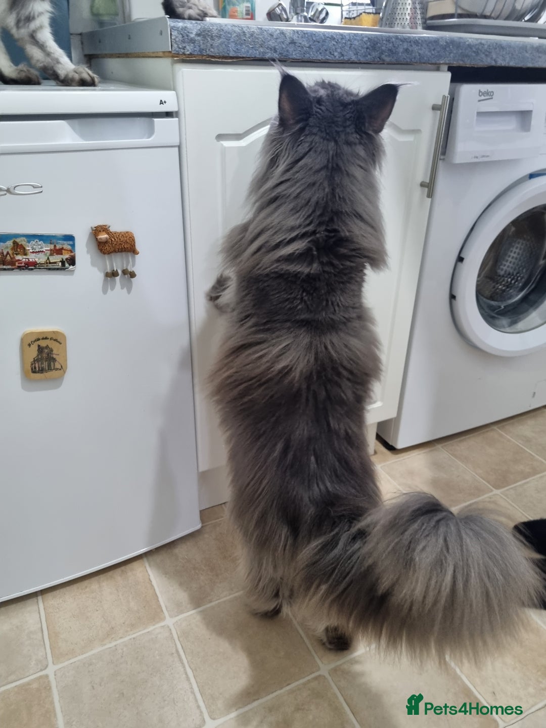 Maine Coon cats for sale: Purebred King Size Maine Coon kittens  - Image 23