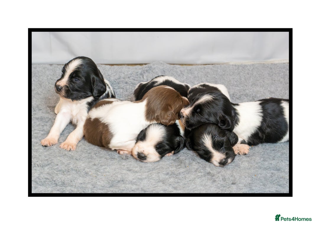 English Springer Spaniel dogs for sale: ✨ KC Registered Springer Spaniel Puppies ✨ - Advert 5
