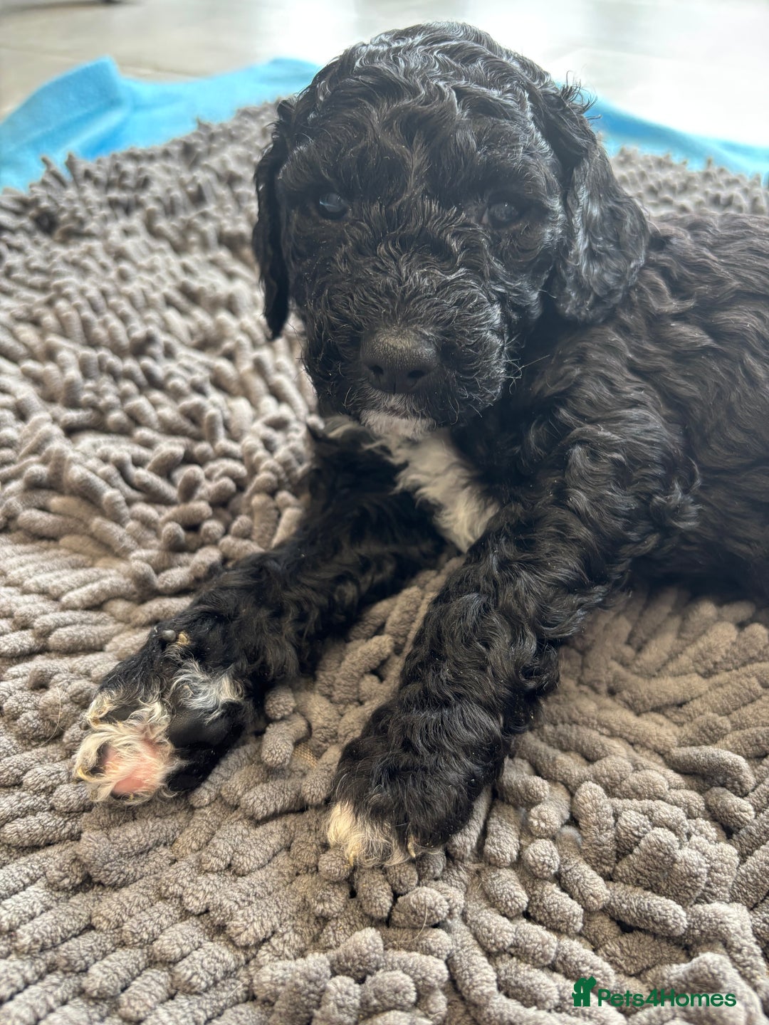 Mixed Breed dogs for sale: ✨ 2 Labradoodle x Australian Labradoodle Puppies  - Image 3