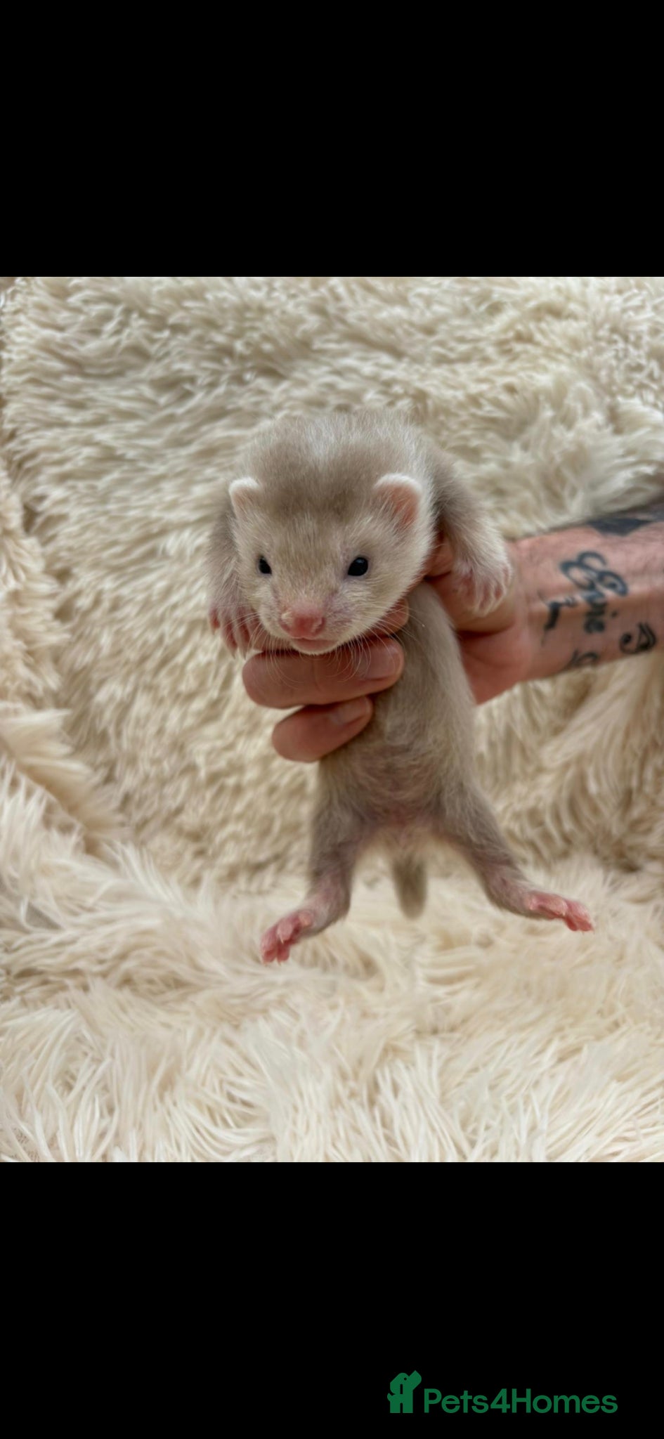 Ferret rodents Pedigree Full & semi Angora Ferret kits £150-£250  - Advert 2