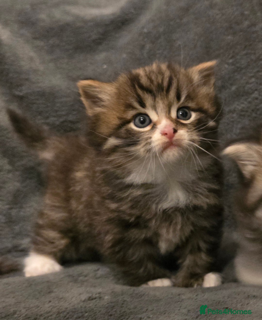 Siberian cats for sale: Siberian kittens Waiting list FIFe registrered - Image 18