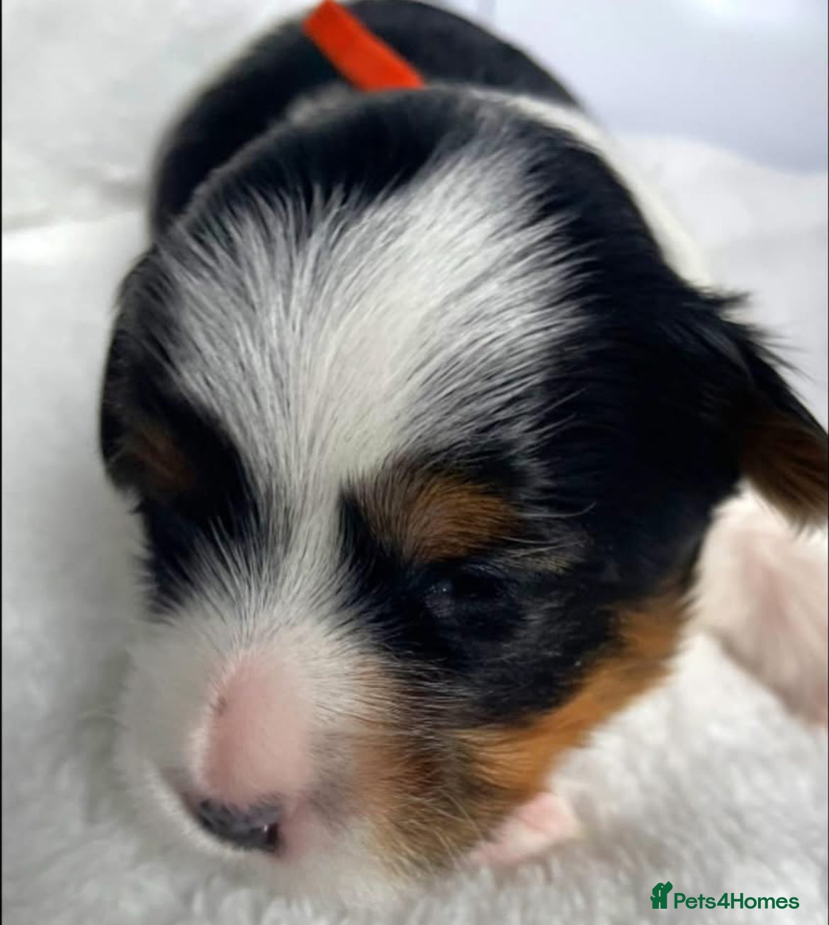 Yorkshire Terrier dogs Adorable Biewer Yorkshire Terriers - Advert 6