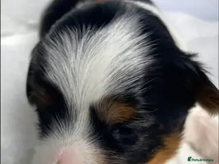 Yorkshire Terrier dogs Adorable Biewer Yorkshire Terriers - Advert 6