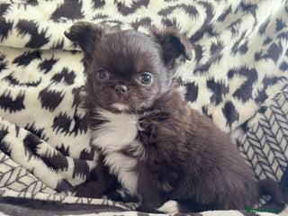 Chihuahua dogs Chihuahua - Advert 3