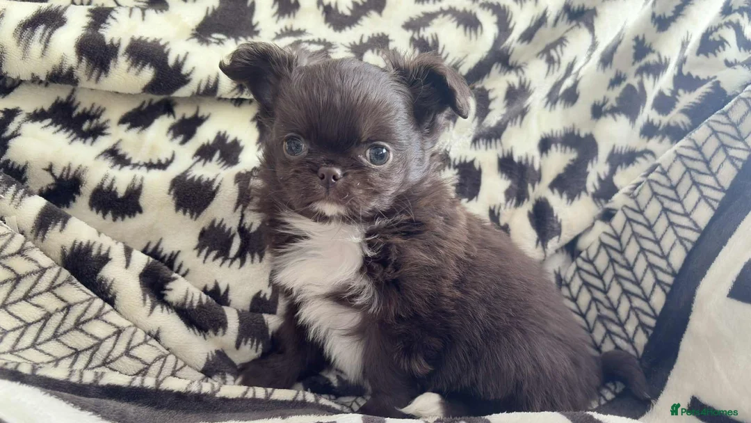 Chihuahua dogs for sale: Chihuahua  - Advert 10