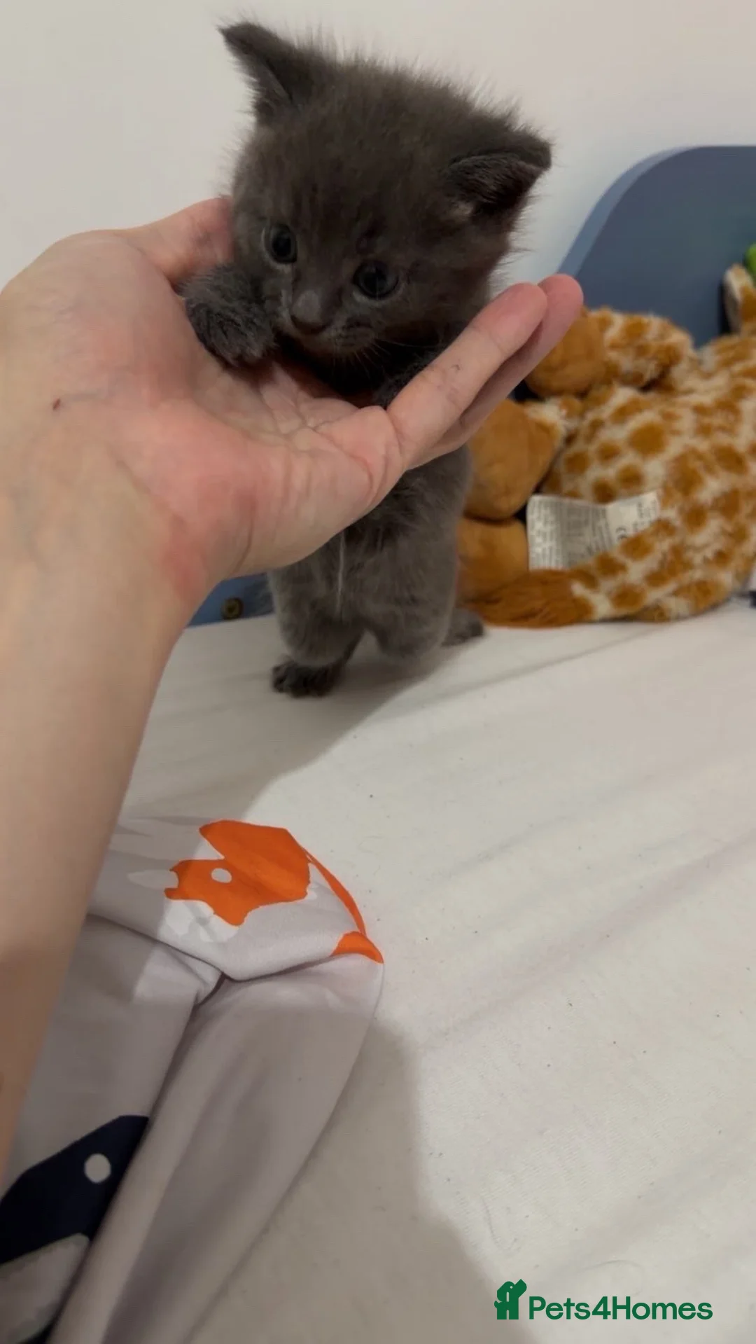 Domestic Shorthair cats for sale: Grey kitten  in Leicester - Advert 2